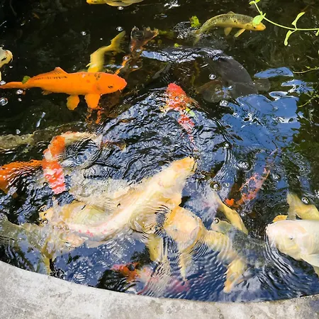 La Rodina Diano Marina